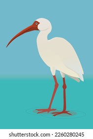 
A vector illustration of an American white ibis wading. He is walking on a wet surface. 

