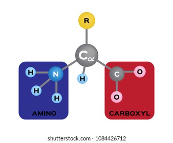 73 Amino acids table Stock Vectors, Images & Vector Art | Shutterstock