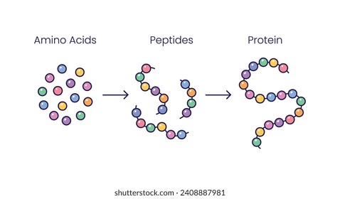 Vector Illustration of  Amino acids structure, peptides and proteins molecular model. Scientific symbols