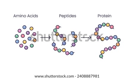 Vector Illustration of  Amino acids structure, peptides and proteins molecular model. Scientific symbols