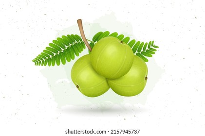 Vector illustration for Amla (Indian gooseberry) fruit vector illustration isolated on white background 