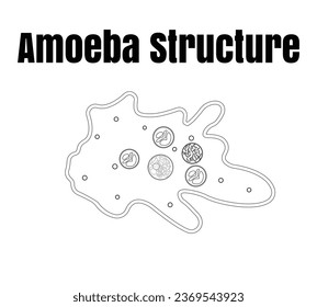 Vector illustration of amoeba anatomy. Educational structure