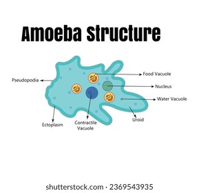 Vector illustration of amoeba anatomy. Educational structure