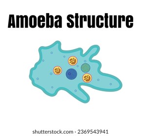 Vektorgrafik der Amoeba-Anatomie. Bildungsstruktur