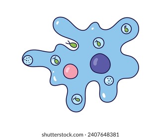 Vector illustration of amoeba anatomy. Educational structure. Doodle style