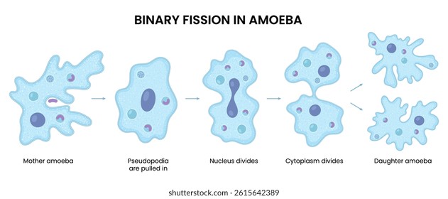 Vector illustration of an amoeba proceeding through binary fission, demonstrating cell division in biology. Perfect for educational and scientific reference.
