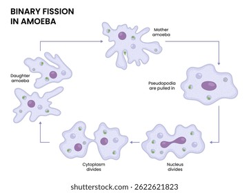 Vector illustration of an amoeba proceeding through binary fission, demonstrating cell division in biology. Perfect for educational and scientific reference.