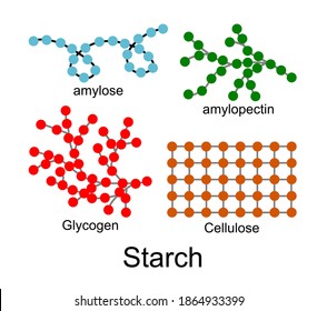 Vector Illustration Of Amylose, Amylopectin, Glycogen And Cellulose Molecules On White Background