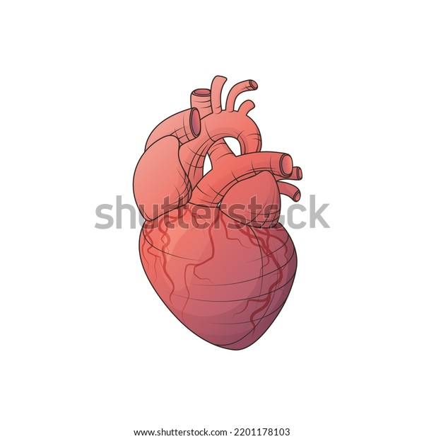 Vector Illustration Anatomic Human Heart Isolated Stock Vector (Royalty ...