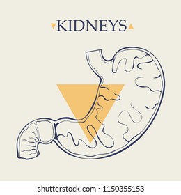 Vector illustration of an anatomical stomach for anatomical demonstration and any kind of card of flyers