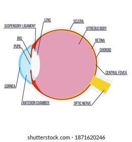 Ilustración del vector: estructura anatómica del ojo con subtítulos.