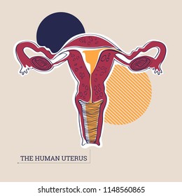 Vector illustration of an anatomical uterus for anatomical demonstration and any kind of card of flyers