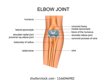 Vector Illustration Of Anatomy Of The Elbow Joint