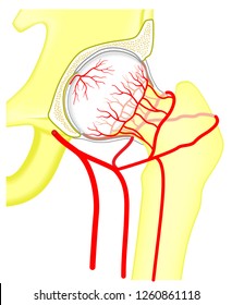 Vector illustration anatomy of a healthy human hip joint and a vascular supply to the femoral head. Front view. For advertising and medical publications. EPS 10.