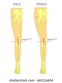 Vektorgrafik Anatomie eines gesunden menschlichen männlichen und weiblichen Kniegelenks mit Q Winkel zwischen Femur und Tibia. Vorderseite oder Vorderansicht des Beins. Für Werbung oder medizinische Veröffentlichungen. EPS10.