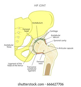 Vector illustration anatomy of a healthy human hip joint isolated on white background. Frontal section of hip joint. For advertising and other medical publications. EPS 10