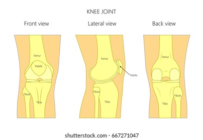 Vector illustration anatomy of a healthy human knee joint isolated on white background. Front, back and side or lateral view of the knee joint. For advertising and other medical publications. EPS 10