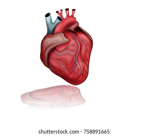 vector illustration of anatomy of the healthy human heart