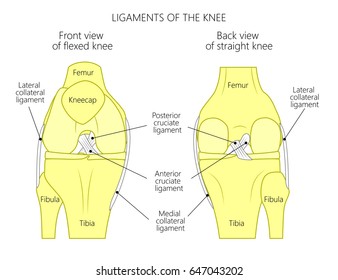 Vector illustration anatomy of a healthy knee joint. Anterior or front view of flexed knee and posterior or back view of straight knee. For advertising or medical publications. EPS 10.