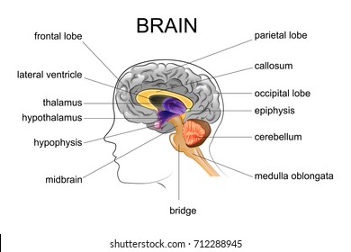 Human Brain Brain Median Section Brain Stock Vector (Royalty Free ...