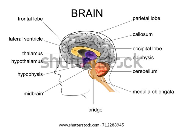 人間の脳の解剖学のベクターイラスト のベクター画像素材