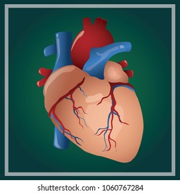 Vector illustration of an anatomy of a human heart on gradient green background. EPS 10.