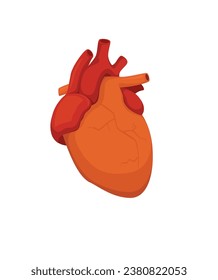Vector illustration of anatomy human heart. Human internal organ isolated on white background. stock illustration