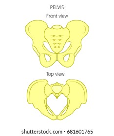 Vector Illustration Anatomy Of A Human Pelvis. Front And Top View Of Pelvis. For Advertising And Medical Publications. EPS 10.