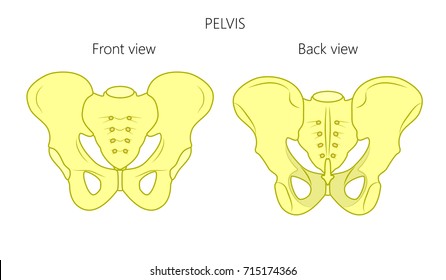 Vector illustration anatomy of a human pelvis. Front and back view of pelvis. For advertising and medical publications. EPS 8.