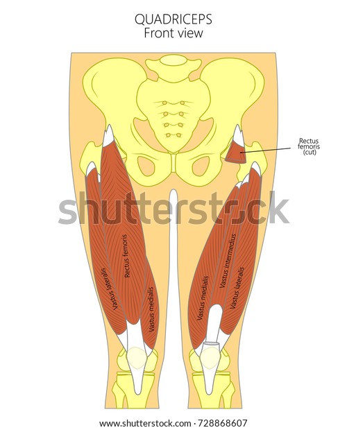 Vector Illustration Anatomy Human Quadriceps Front Stock Vector