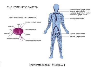 Lymph Nodes In Body Chart