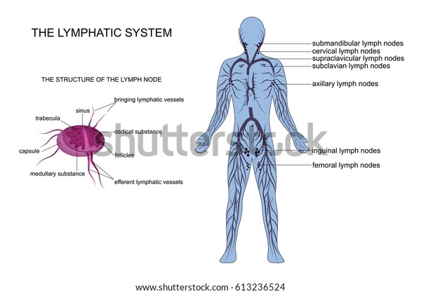 vector\
illustration of anatomy of the lymphatic\
system