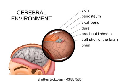 vector illustration of anatomy of the meninges