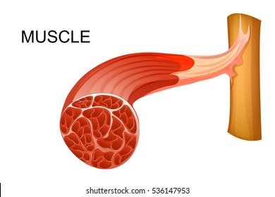 vector illustration of anatomy of the muscular fibers for medical publications