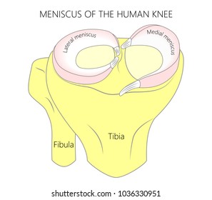 Vector illustration. Anatomy of a proximal surface of the tibia with meniscus in the  healthy human knee joint. Front view of a human knee. For advertising, medical publications. EPS 10