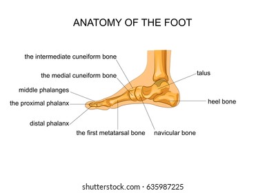 vector illustration of anatomy of the skeleton of the foot
