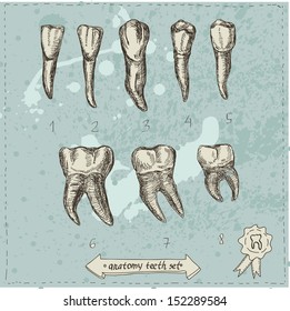 Vector illustration of anatomy teeth set hand draw isolated, dental art