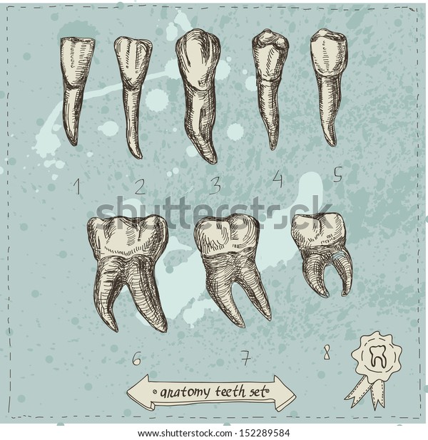 Vector Illustration Anatomy Teeth Set Hand Stock Vector (Royalty Free ...