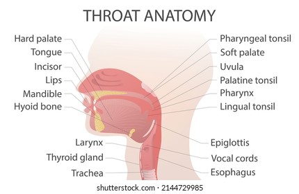 Vektorgrafik der Anatomie des Halses. Е Mund-Zunge-Anatomie, medizinische Vektorgrafik einzeln auf weißem Hintergrund.