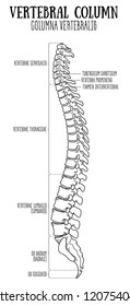 Vector illustration of anatomy of the vertebral column