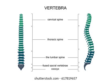 vector illustration of anatomy of the vertebral column