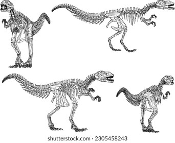 Vector illustration of ancient dinosaur skeleton cartoon illustration