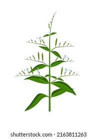 Vector illustration, andrographis paniculata plant or false water willows, isolated on white background, herbal medicinal plant.