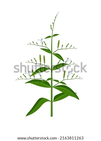 Vector illustration, andrographis paniculata plant or false water willows, isolated on white background, herbal medicinal plant.