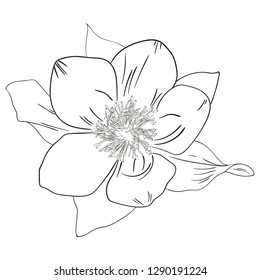 Vector illustration of anemone flower. Sketch. Black line. Isolated on white background.