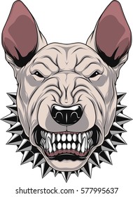 Vector illustration Angry bullterrier mascot head, on a white background