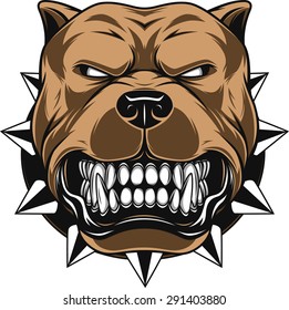 Vector illustration Angry pitbull mascot head, on a white background