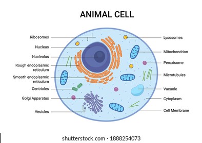 10,052 Structure Animal Cell Images, Stock Photos & Vectors | Shutterstock
