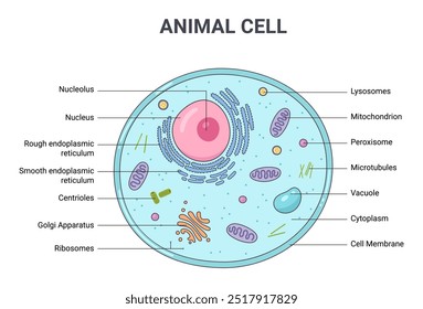 Ilustración vectorial de la estructura de la anatomía celular animal. Infografía educativa 