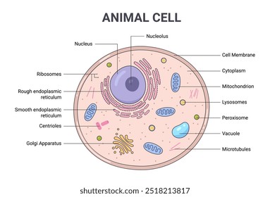 Ilustración vectorial de la estructura de la anatomía celular animal. Infografía educativa 